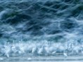 /album/fotogaleria-inicio/garzas-en-el-danubio-jpg/
